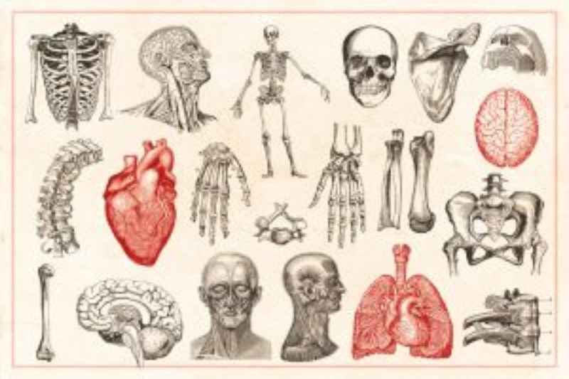 Anatomia e fisiologia del Rex
