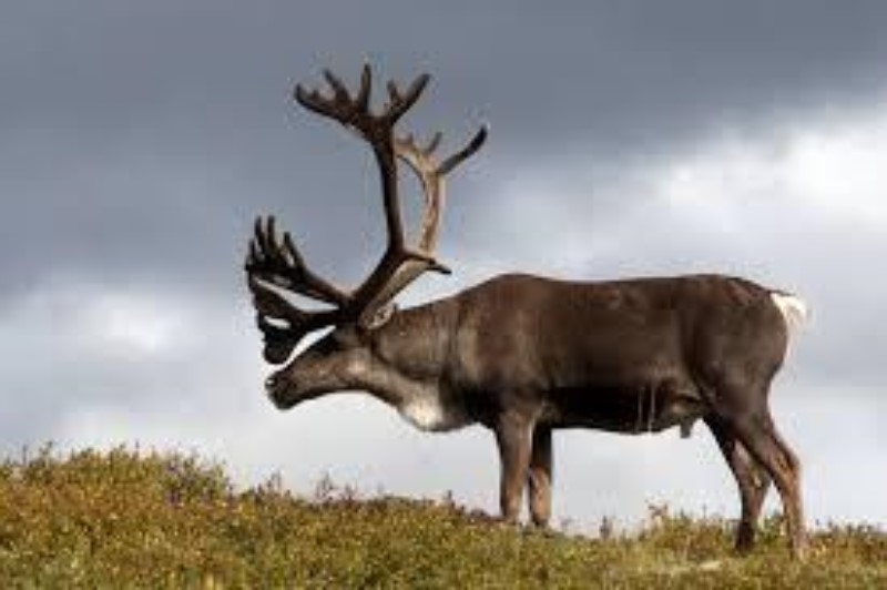 Significato dell'impronta della renna nella cultura natalizia